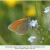 coenonympha symphyta  didi abuli female 3